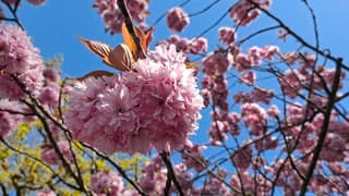 Bloesem & blauwe lucht in Norg
