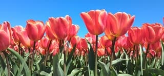 Tulpen in volle bloei tegen een blauwe lucht