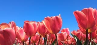 Tulpen