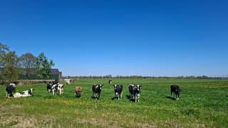Koeien genieten ook in de wei van het stralend lenteweer vandaag