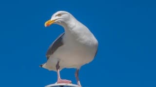 STRAK BLAUWELUCHT AAN ZEE