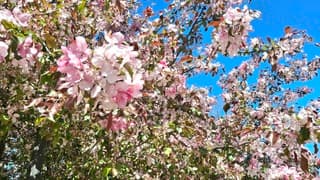  Bloesems op zijn mooist i n de zon
