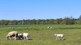 De lammetjes groeien als kool