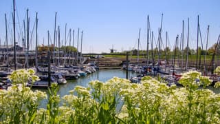 Fluitenkruid, masten en zon