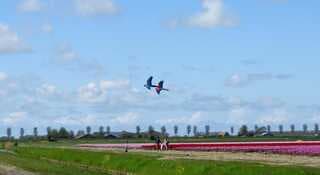 Freeflight boven de tulpen