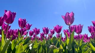 Ook vandaag weer veel Zon