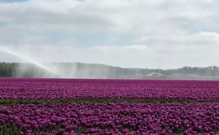Droogte