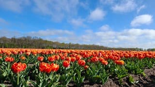 Tulpen in Drenthe 