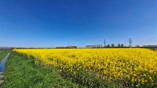 Bloeiend fel geel Koolzaad onder blauwe lucht