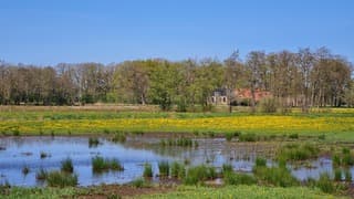 De paardenbloem bloeit uitbundig.