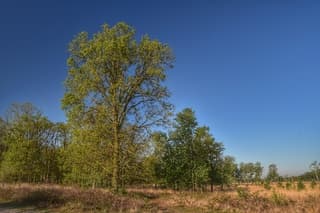 Mooie ochtendwandeling in de grote peel