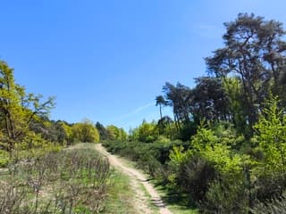 Voorjaar op de Meinweg