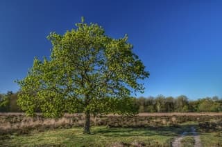 Mooie ochtendwandeling in de grote peel 