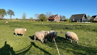 Nog even lekker grazen voor het donker wordt