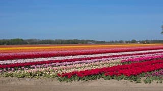 Tulpenfestival Noordoostpolder 