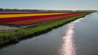 Tulpenvelden 