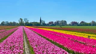 Kleurrijke Lentedag
