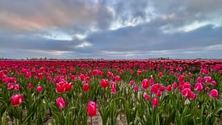 Bewolkte Zonsopkomst 