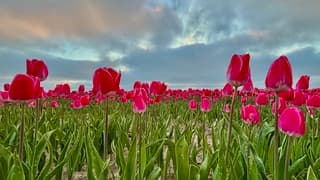 Bewolkte Zonsopkomst 