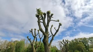 Ook de gesnoeide (gekandalabeerde) wilg bomen beginnen weer uit te lopen