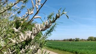 Wind waait de pluizen van de wilgenstruik