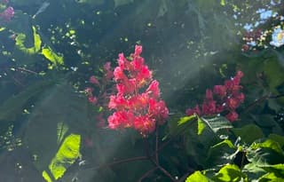 De bloesem van een trotse Paarden Kastanje in een zachte zonnestraal