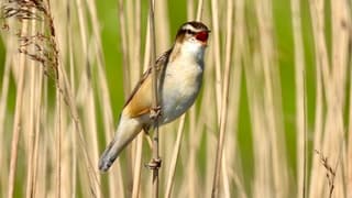 Stralende dag (zie  omschrijving)