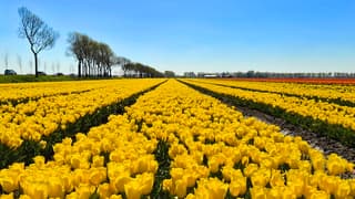 Bollenveld Woubrugge