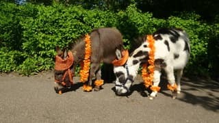 Sjors en Jimmy zijn er klaar voor #koningsdag 2026 van de Boerderij het hoefveld in landgraaf bij zorginstelling Koraal Parkstad - Op de Bies & Gastenhof