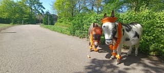 Sjors en Jimmy zijn er klaar voor #koningsdag 2026 van de Boerderij het hoefveld in landgraaf bij zorginstelling Koraal Parkstad - Op de Bies & Gastenhof