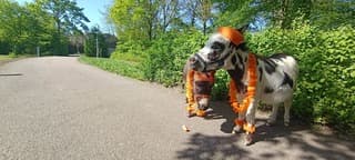 Sjors en Jimmy zijn er klaar voor #koningsdag 2026 van de Boerderij het hoefveld in landgraaf bij zorginstelling Koraal Parkstad - Op de Bies & Gastenhof