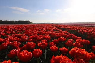 Hollands plaatje 