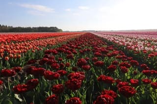Gekleurd tulpenveld 