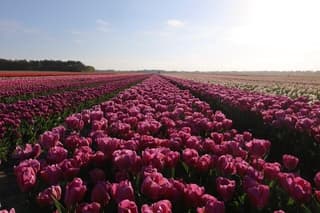 Genieten van een kleurenpalet 