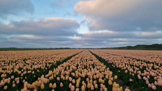 Ochtendluchten boven Texelse tulpen 