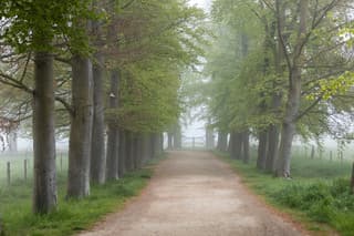 Mist