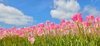 Blauw bewolkte lucht en zon boven Groninger tulpenveld 