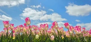 Blauw bewolkte lucht boven bloeiende Groninger tulpen 