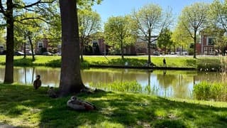 Familie eend heeft een aangenaam plekje gevonden