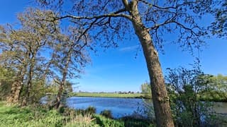"Zie de maan schijnt door de bomen" 