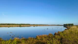 Ganzen in de Engbertsdijksvenen onder een blauwe lucht
