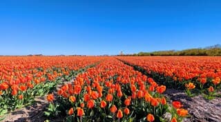 Iedereen een mooie Koningsdag geweest.
