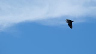 Roek, blauwe lucht en sluierbewolking