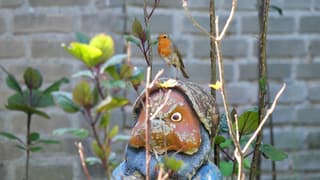 Roodborst op tuinkabouter