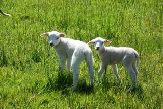 Leuke lammetjes genieten van de lente