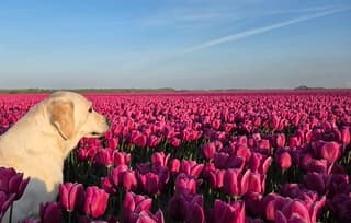 Genieten