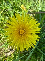Paardebloem