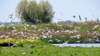 Alles op de vleugels