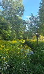 fris groen