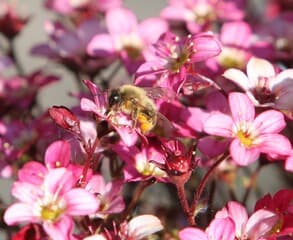 De bloemetjes  en de bijtjes